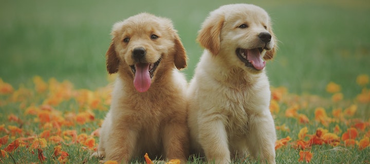 Zwei blonde Hundewelpen